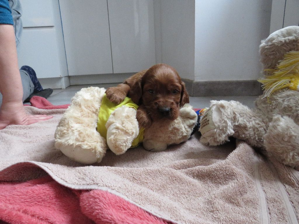 Des Bords Du Clain - Chiot disponible  - Setter irlandais rouge