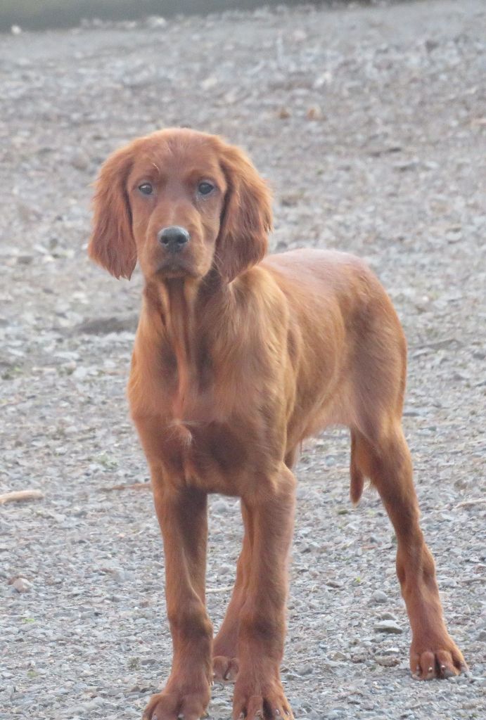 Des Bords Du Clain - Chiot disponible  - Setter irlandais rouge