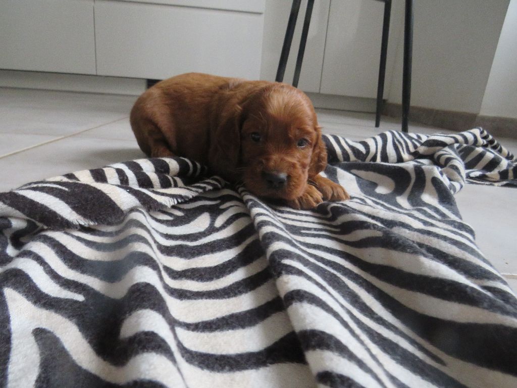 Des Bords Du Clain - Chiot disponible  - Setter irlandais rouge