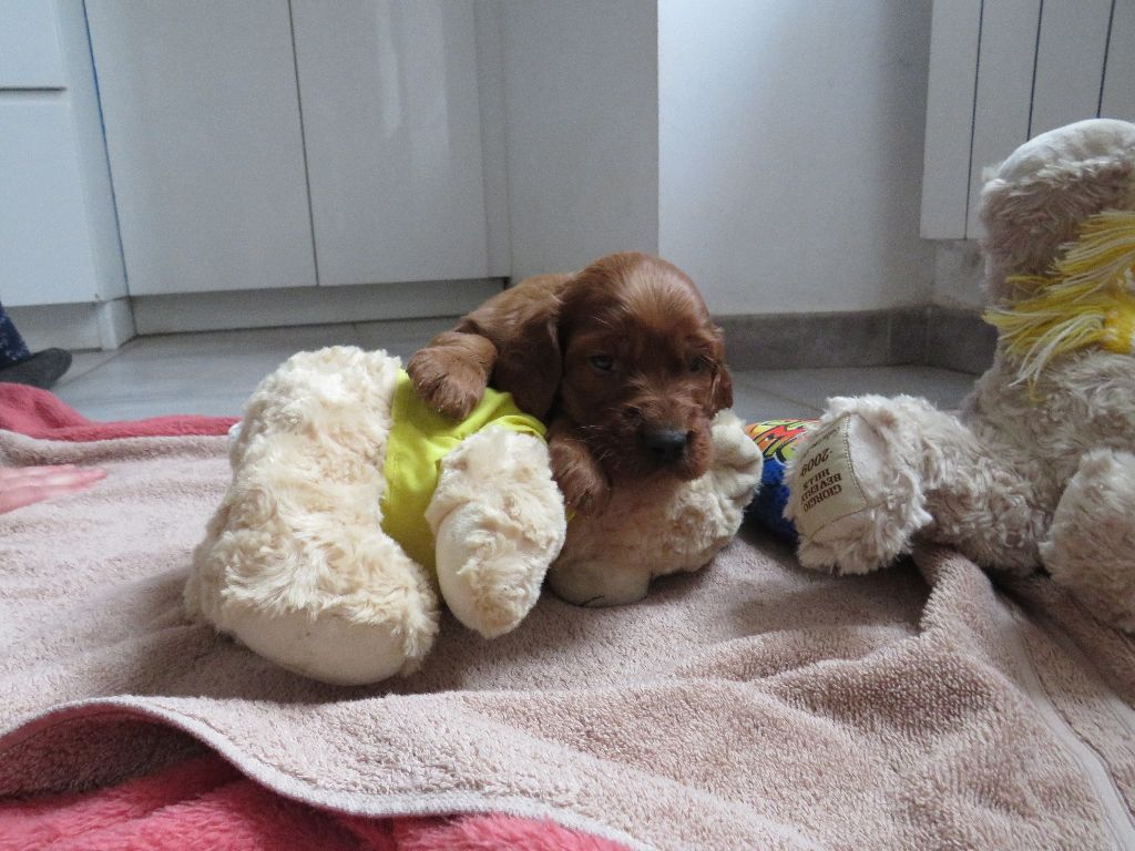 Des Bords Du Clain - Chiot disponible  - Setter irlandais rouge