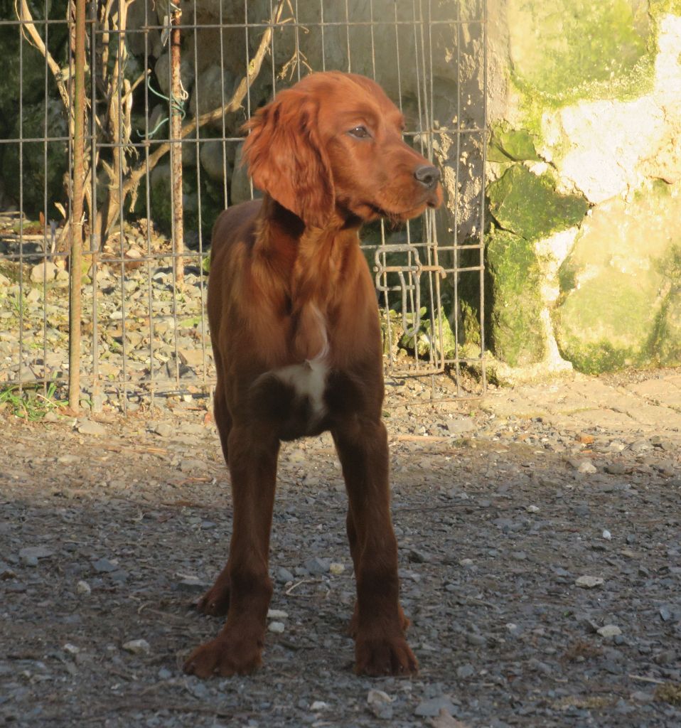 Des Bords Du Clain - Chiot disponible  - Setter irlandais rouge