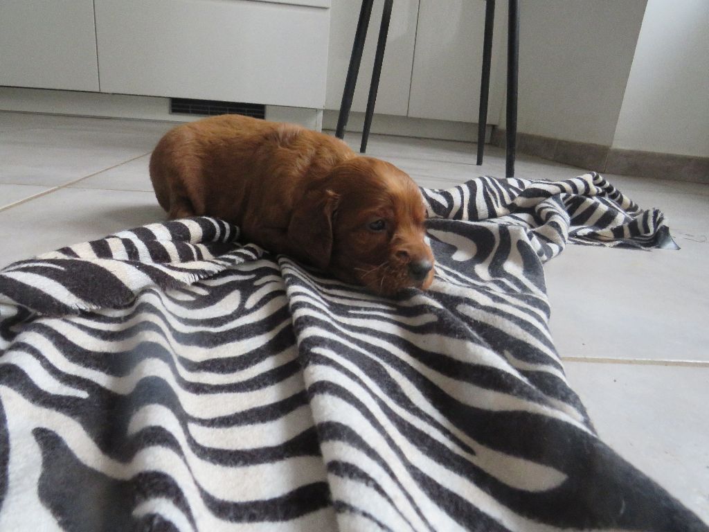 Des Bords Du Clain - Chiot disponible  - Setter irlandais rouge