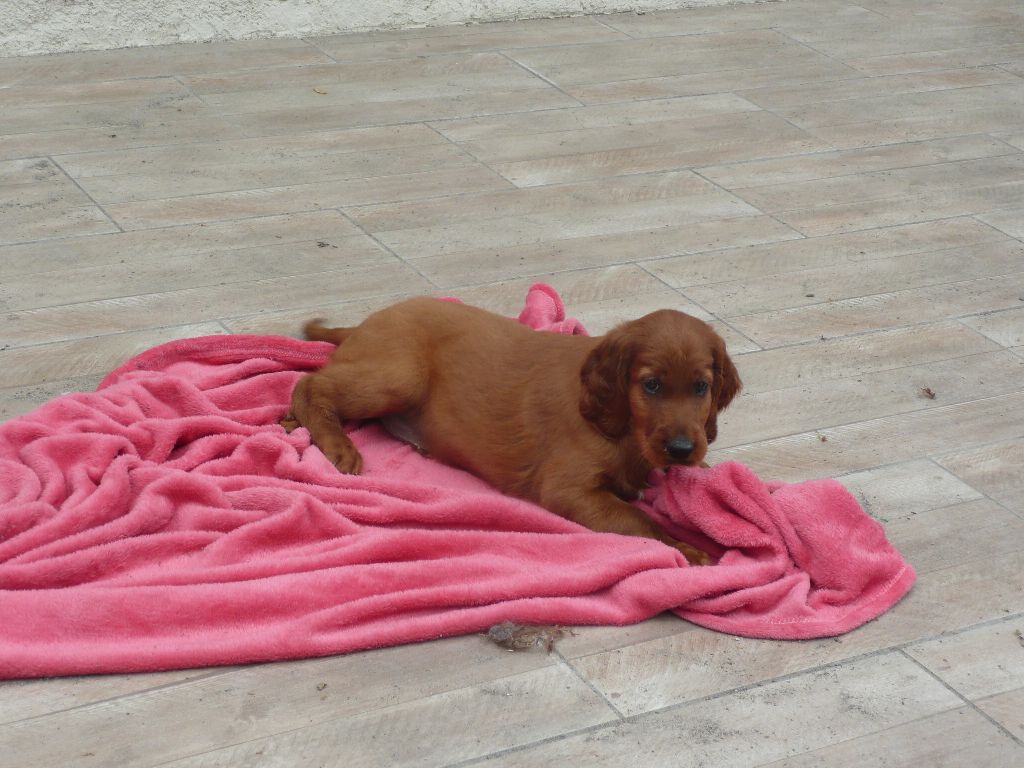 Des Bords Du Clain - Chiot disponible  - Setter irlandais rouge