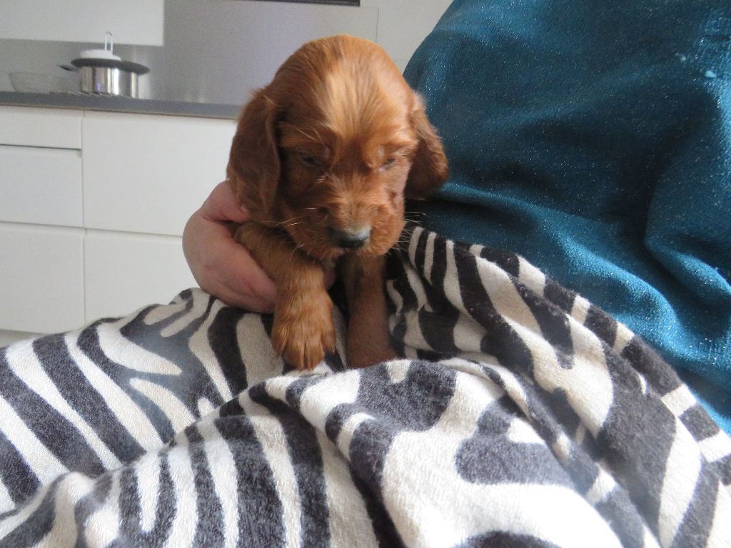 Des Bords Du Clain - Chiot disponible  - Setter irlandais rouge