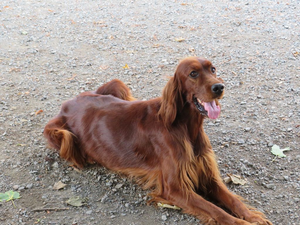 Rosalie Des Bords Du Clain