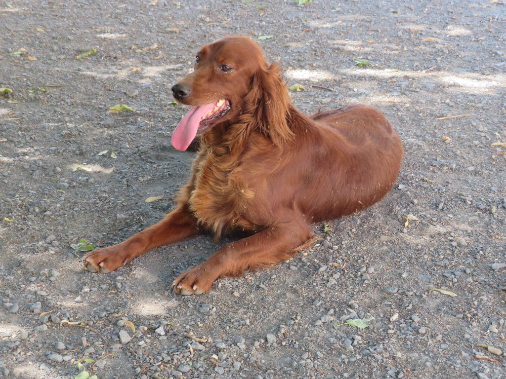 Sissi Des Bords Du Clain