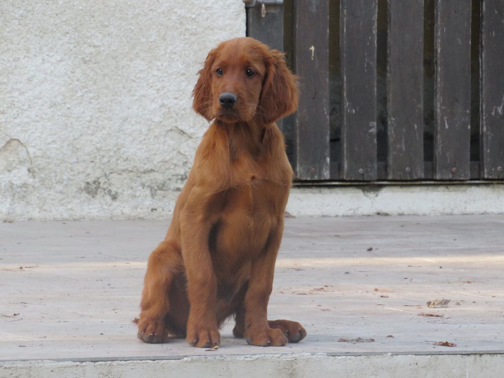 Des Bords Du Clain - Chiots disponibles - Setter irlandais rouge