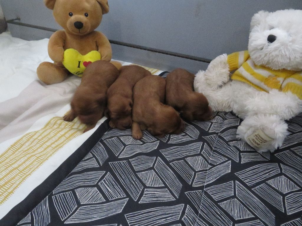 Des Bords Du Clain - Chiots disponibles - Setter irlandais rouge