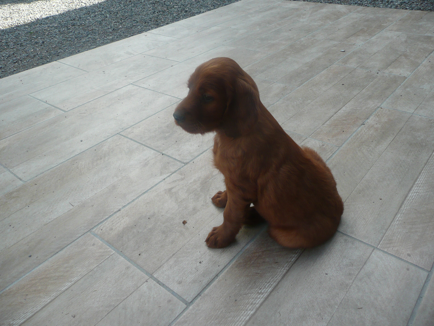 Des Bords Du Clain - Chiots disponibles - Setter irlandais rouge