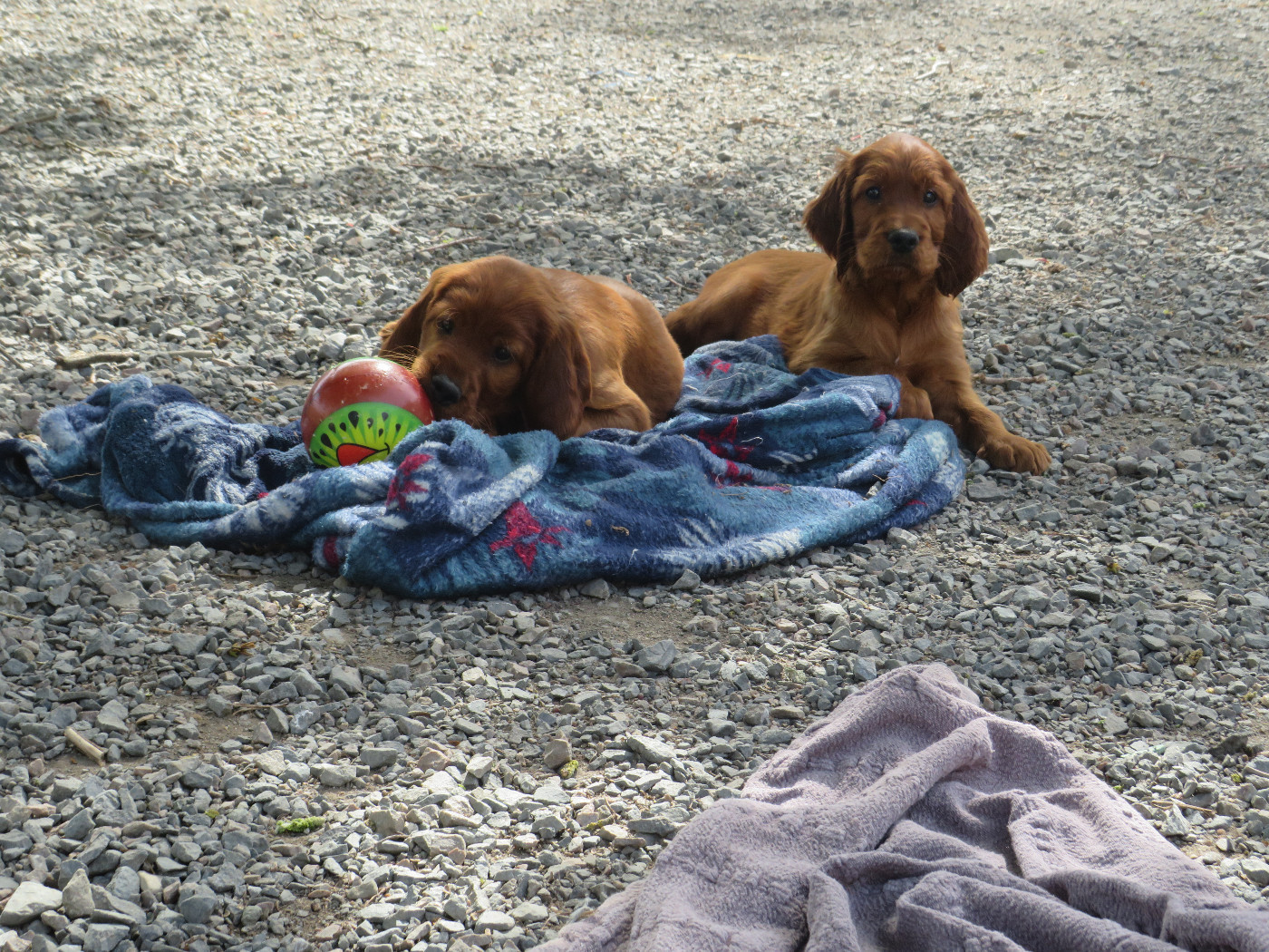 Des Bords Du Clain - Chiots disponibles - Setter irlandais rouge
