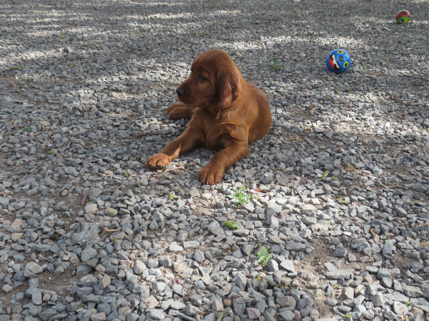 Des Bords Du Clain - Chiots disponibles - Setter irlandais rouge