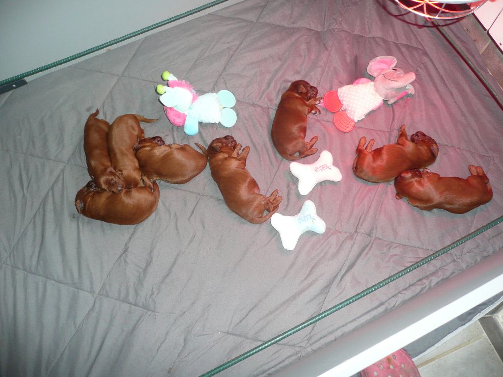 Des Bords Du Clain - Chiots disponibles - Setter irlandais rouge
