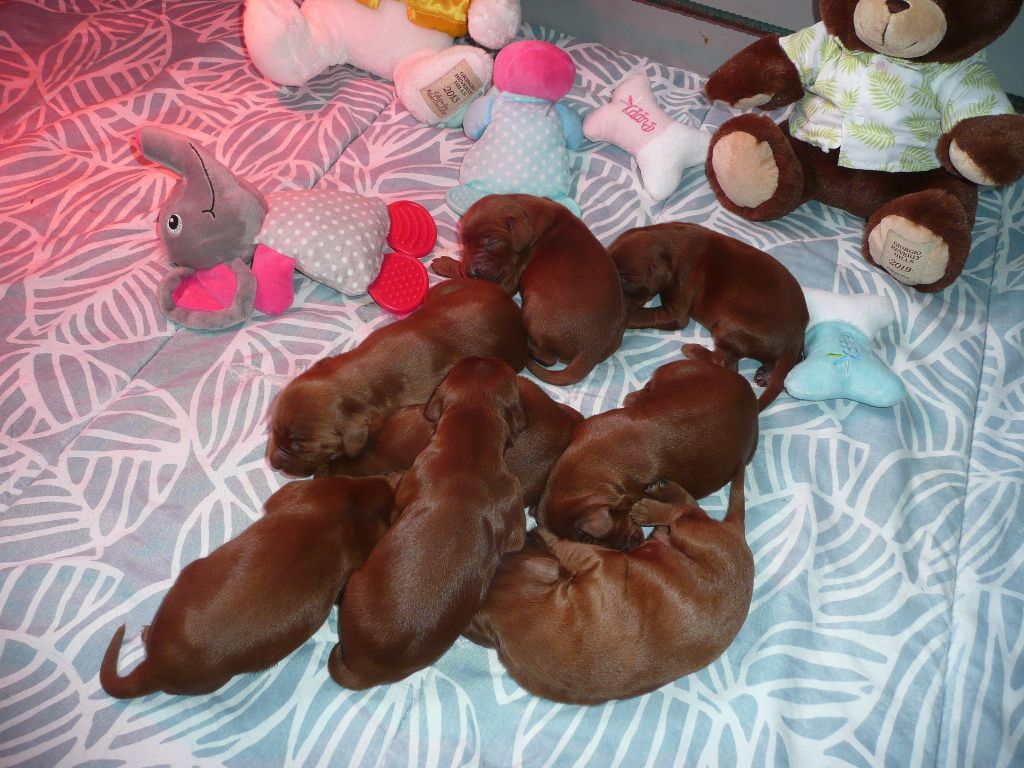 Des Bords Du Clain - Chiots disponibles - Setter irlandais rouge