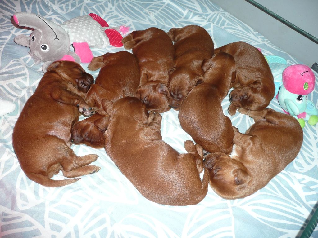 Des Bords Du Clain - Chiots disponibles - Setter irlandais rouge