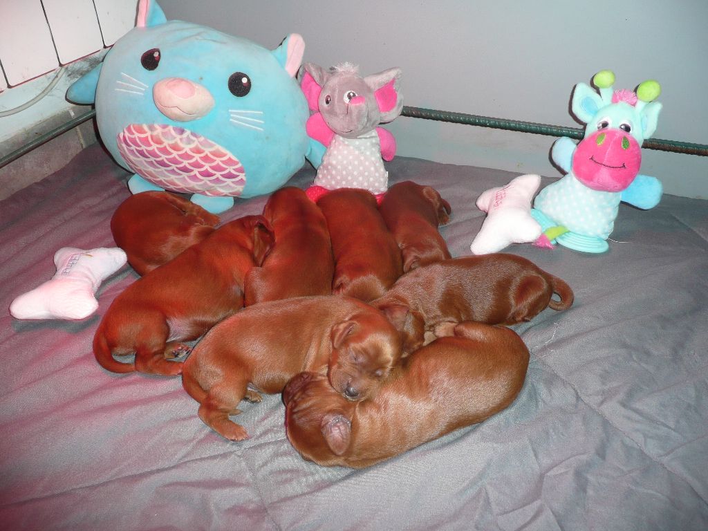 Des Bords Du Clain - Chiots disponibles - Setter irlandais rouge
