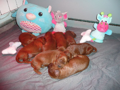 CHIOT