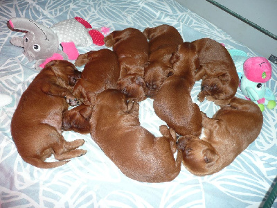 CHIOT