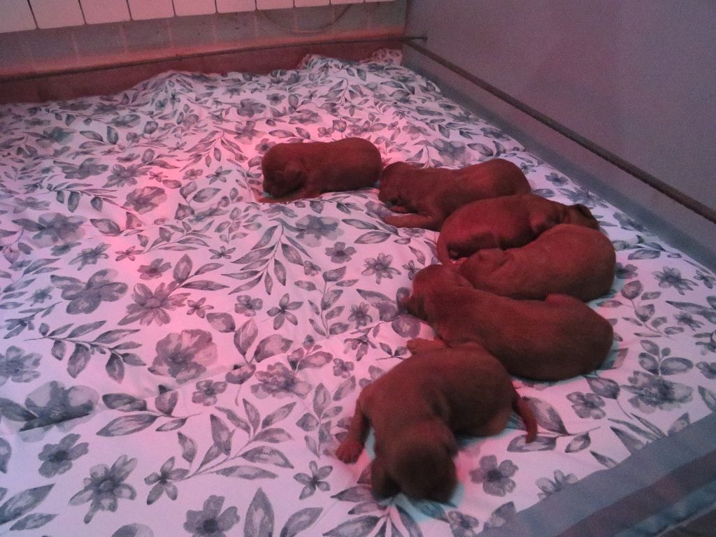 Des Bords Du Clain - Chiots disponibles - Setter irlandais rouge
