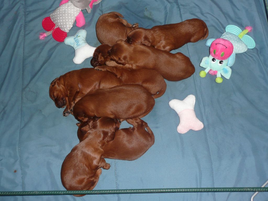 Des Bords Du Clain - Chiots disponibles - Setter irlandais rouge