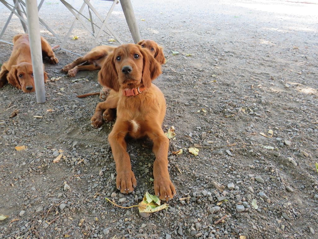Des Bords Du Clain - Chiots disponibles - Setter irlandais rouge