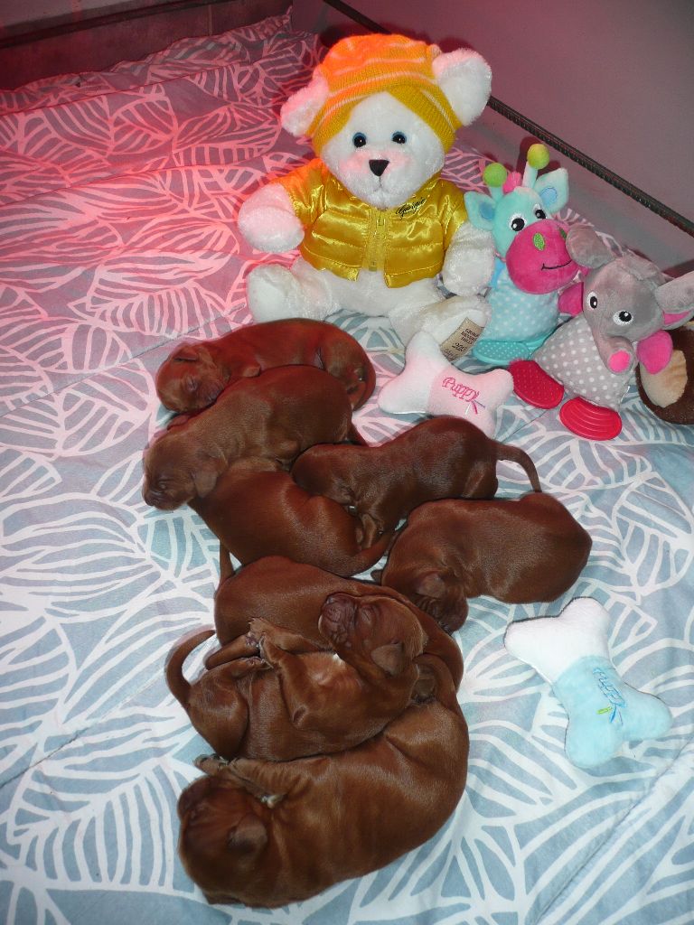 Des Bords Du Clain - Chiots disponibles - Setter irlandais rouge