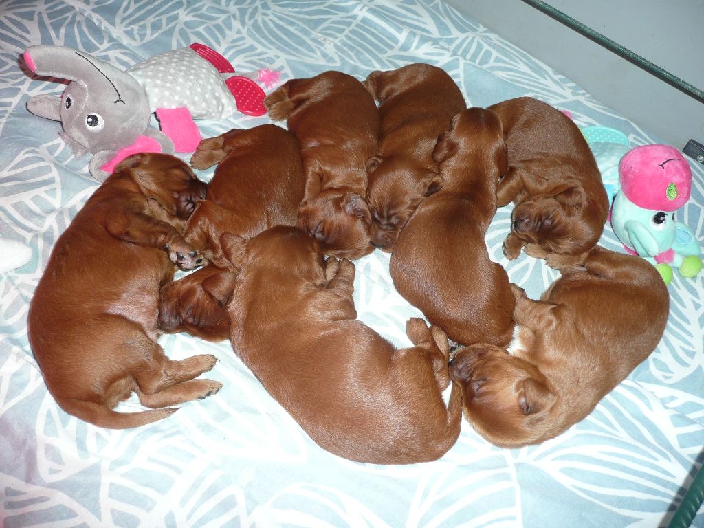 Des Bords Du Clain - Chiots disponibles - Setter irlandais rouge